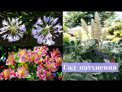 Видео: Перлини саду: Рослини, які Змінюють уявлення про красу✨