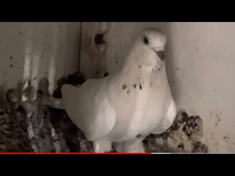 Видео: В гостях у голубевода Сино 🕊город Душанбе Таджикистан 🇹🇯 и его гостеприимство. 3 июля 2022 г.