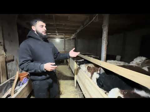 Видео: Главная причина «ВЗДУТИЯ» бычков и «ПЛОХИХ» привесов?!!
