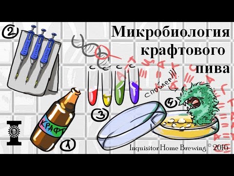 Видео: Микробиология крафта: VAB & Konix