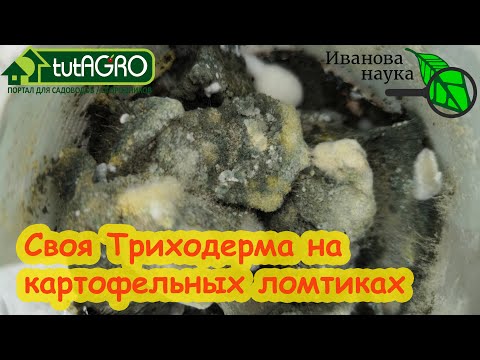Видео: ВЫРОСЛА ТРИХОРДЕРМА. Что делать дальше: триходерма на картофельных ломтиках.
