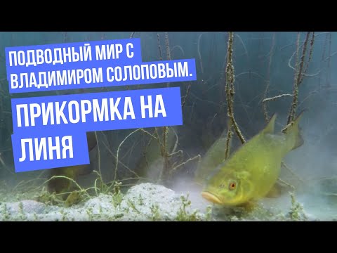 Видео: Прикормка на линя \ Подводный мир с Владимиром Солоповым