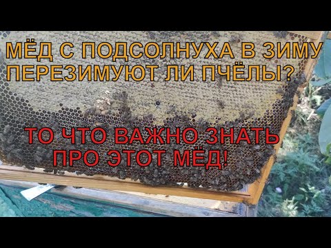 Видео: Можно ли зимовать пчёлам на ПОДСОЛНЕЧНОМ МЁДЕ то что важно знать про этот мёд ✅🍯🐝