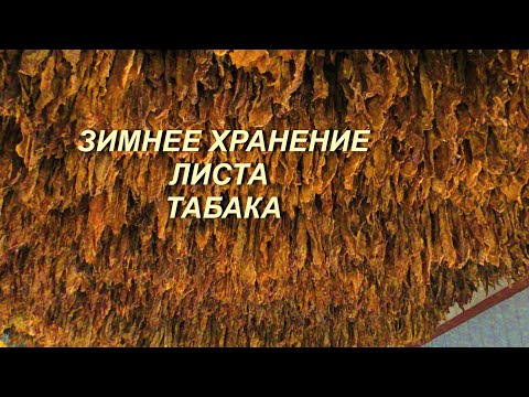 Видео: ЗИМНЕЕ ХРАНЕНИЕ ТАБАЧНОГО ЛИСТА