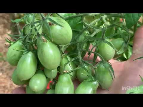 Видео: Сказка от Kleverhof. Обзор сортов.