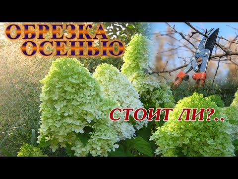 Видео: Перестала обрезать кустарники и деревья осенью. Показываю на примере метельчатой гортензии.