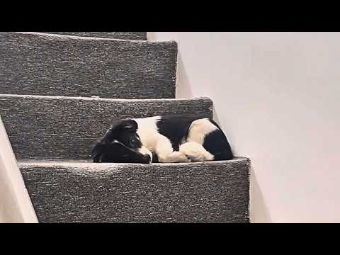 Видео: На лестнице магазина лежит раненая бездомная собака, она жаждет тепла, но боится подойти.