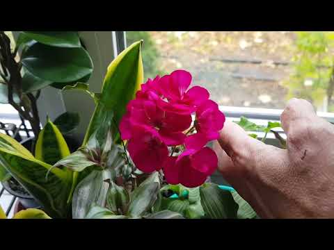 Видео: Дом в цветах//Комнатные цветы. Октябрь. Цветущие.