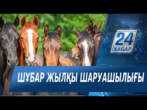 Видео: «Арнайы репортаж». Шұбар жылқы шаруашылығы