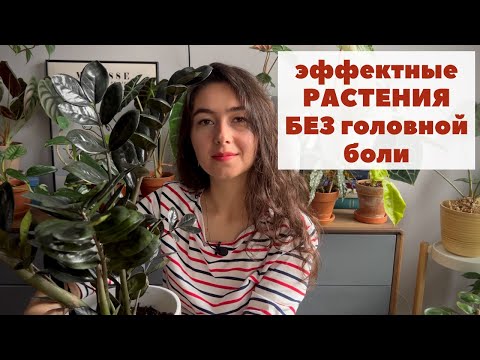 Видео: Могут ли КОЛЛЕКЦИОННЫЕ растения быть НЕПРИХОТЛИВЫМИ / Альтернативный список неприхотливых РАСТЕНИЙ