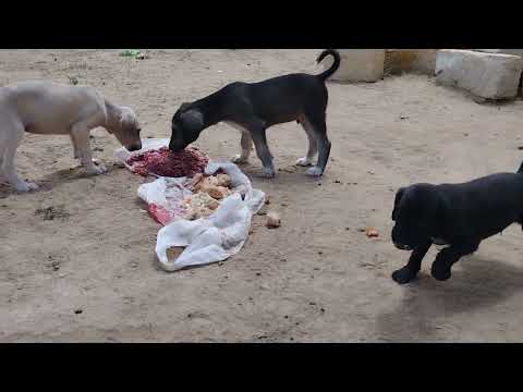 Видео: Қазақы тазы күшіктері.