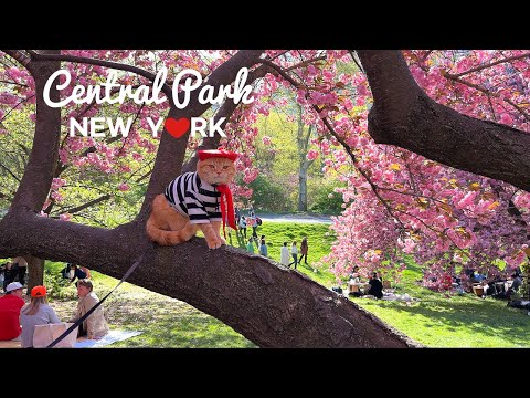 Видео: [4K]🇺🇸NYC Spring Walk :Центральный парк в полном цвету🌸🌹🌼От Шекспировского сада до тропы для уздечек