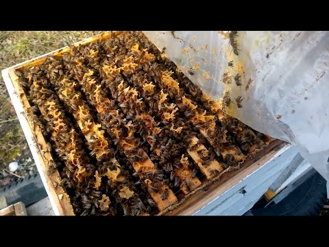 Видео: Подкормка пчелосемей мёдом вместо сахара и канди  Даданы и ульи МФУ