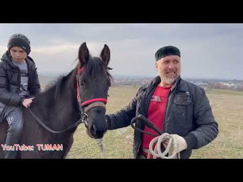 Видео: Обьездка Лахиба, Туман, Лошади, рацион .