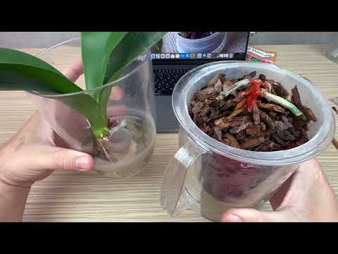 Видео: не помогает фунгицид для орхидей // ГЛАВНАЯ ОШИБКА продолжения гниения орхидеи и что делать