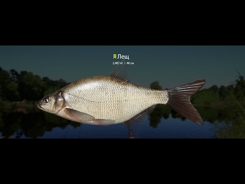 Видео: Русская Рыбалка 4 🎣 Ловля леща на озере Комариное
