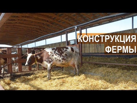 Видео: Конструкция фермы для молочного КРС. Содержание коров. Семейная ферма КФХ Герефорд