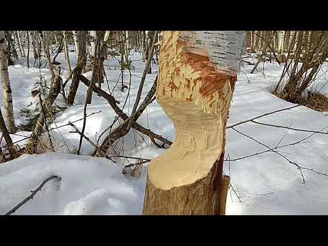 Видео: Охота на Медведя с Западносибирской Лайкой ФИЛЬМ ч.3