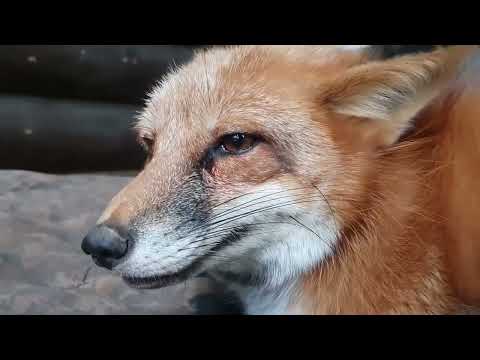 Видео: ЛиСяо. Алиса - Лиса / Прикольные Моменты с Алисой ( Сборник # 12 ) / Alice the Fox
