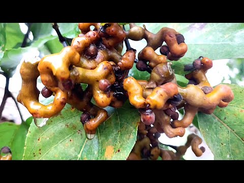 Видео: Конфетное дерево |   Интересные факты