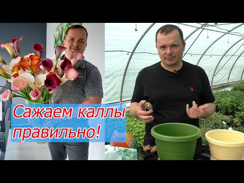 Видео: Сажаем каллы в горшок. Как это правильно сделать. Все секреты посадки.