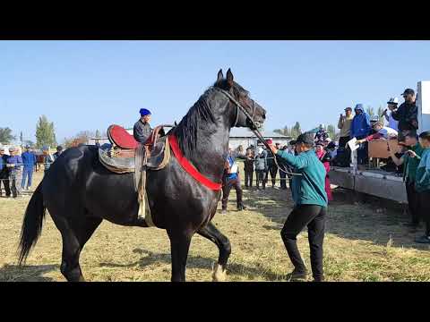 Видео: Жылкы сынак. Сокулук районунун Шалта айылында. 2- бөлүк