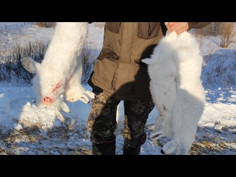 Видео: ОХОТА на ЗАЙЦА ДОБЫЛ ЗАЙЦА ФИНСКАЯ ГОНЧАЯ РАБОТАЛА ВЫХОД ЗАЙЦА на НОМЕР