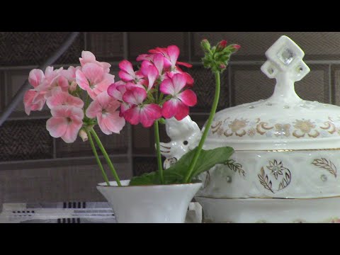 Видео: Февральская обрезка пеларгонии #герань #пеларгония #обрезкапеларгонии #обрезкагерани