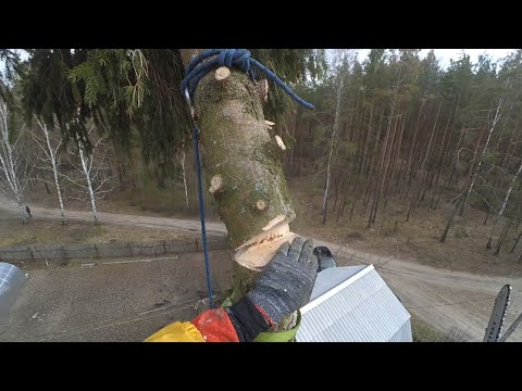 Видео: Арбористика пилю елку