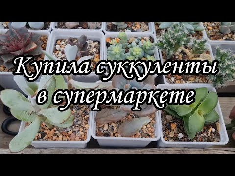 Видео: Новые суккуленты в коллекцию! Что делать с суккулентами после покупки.