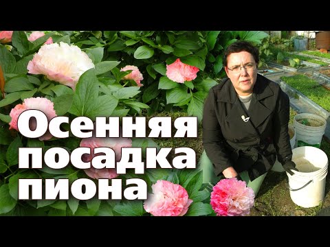 Видео: ИНСТРУКЦИЯ ПО ПОСАДКЕ  ПИОНА ОСЕНЬЮ ОТ А ДО Я