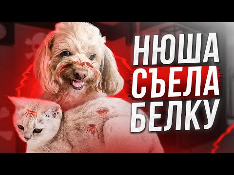 Видео: НЮША СЬЕЛА БЕЛКУ?#cat