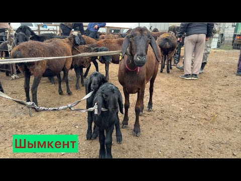 Видео: Қой бағалары Шымкент.