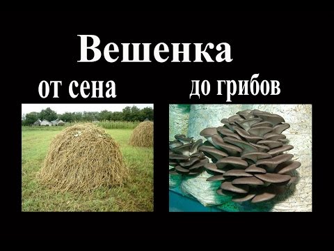 Видео: Вешенка. От сена, до первых грибов.