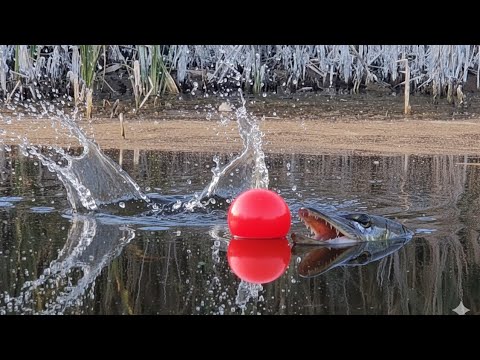 Видео: САМАЯ РАБОЧАЯ БЕСПЛАТНАЯ ПРИМАНКА НА ЩУКУ ОСЕНЬЮ! 