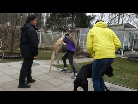 Видео: ДТ - 321. Напряженная атмосфера. 3 кане-корсо и доберман.