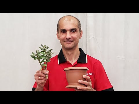 Видео: Размножение Крассул Черенками | Советы по Формированию | Толстянка | Денежное дерево |