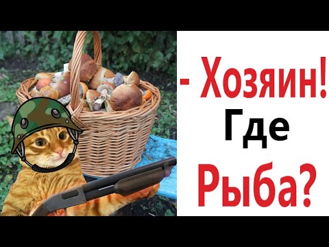 Видео: Лютые приколы! КОТ ПРОТИВ ГРИБОВ!!! Самое смешное видео! Засмеялся проиграл! – Domi Show!