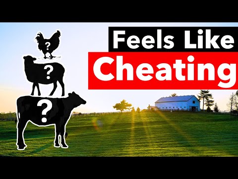 Видео: Как заработать 10 тысяч долларов с помощью 3-х начинающих животноводов