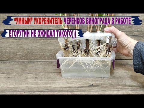 Видео: 🍇 Такого укоренения ЧЕРЕНКОВ ВИНОГРАДА я еще НЕ ВИДЕЛ. Укоренение день за днем в УМНОМ укоренителе.