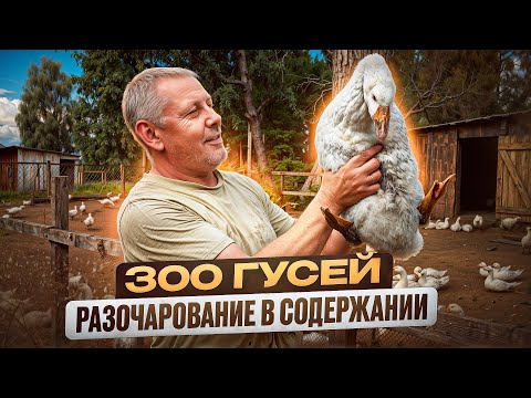 Видео: ПОЧЕМУ я разочаровался в содержании 300 ГУСЕЙ🦆🚨 ГЛАВНЫЙ секрет забоя ГУСЯ без палок⚠️🦆 #МоеПодворье
