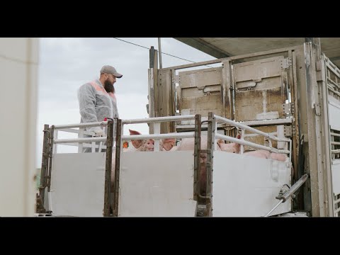 Видео: Скотовоз PEZZAIOLI. Правила перевозки свиней, транспортировки животных от профессионалов AGROCARGO.
