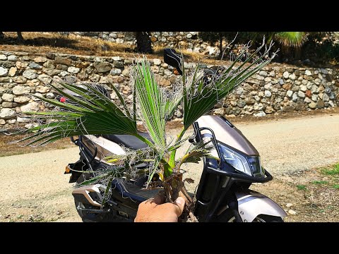 Видео: Вырвал пальму  в Турции.