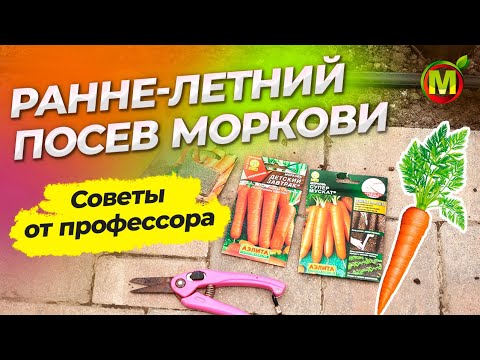 Видео: Ранне-летний ПОСЕВ МОРКОВИ.