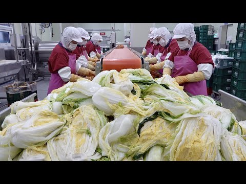 Видео: Интересный корейский завод массового производства кимчи. 30 тонн производственного процесса кимчи
