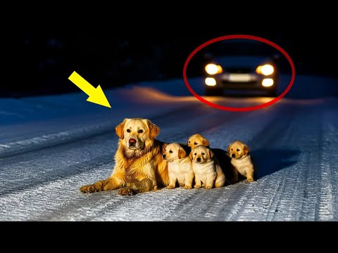 Видео: Собака-мать и ее щенки выброшены из движущейся машины снежной ночью. Происходит нечто необъяснимое..