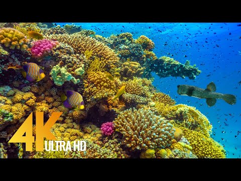 Видео: Удивительный подводный мир Красного моря в 4K - Часть #1