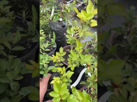 Видео: Роза Аспирин