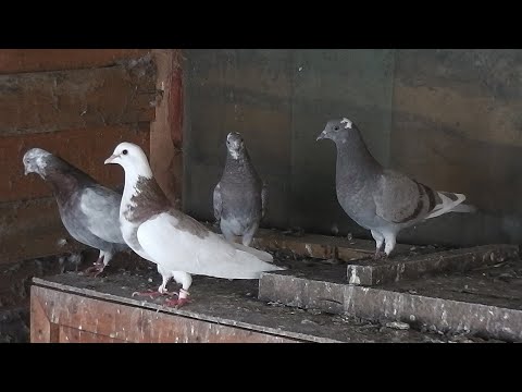 Видео: Первые полеты пискунов.