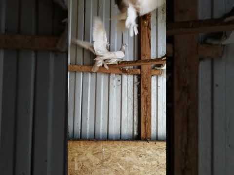 Видео: Голуби. Агараны. Темрюк